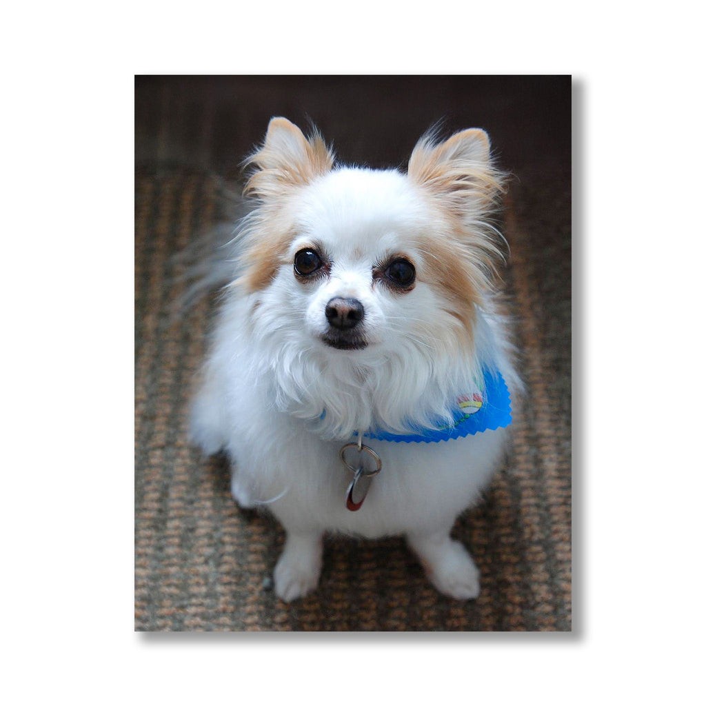 Custom Engraved Pet Memorial Plaques