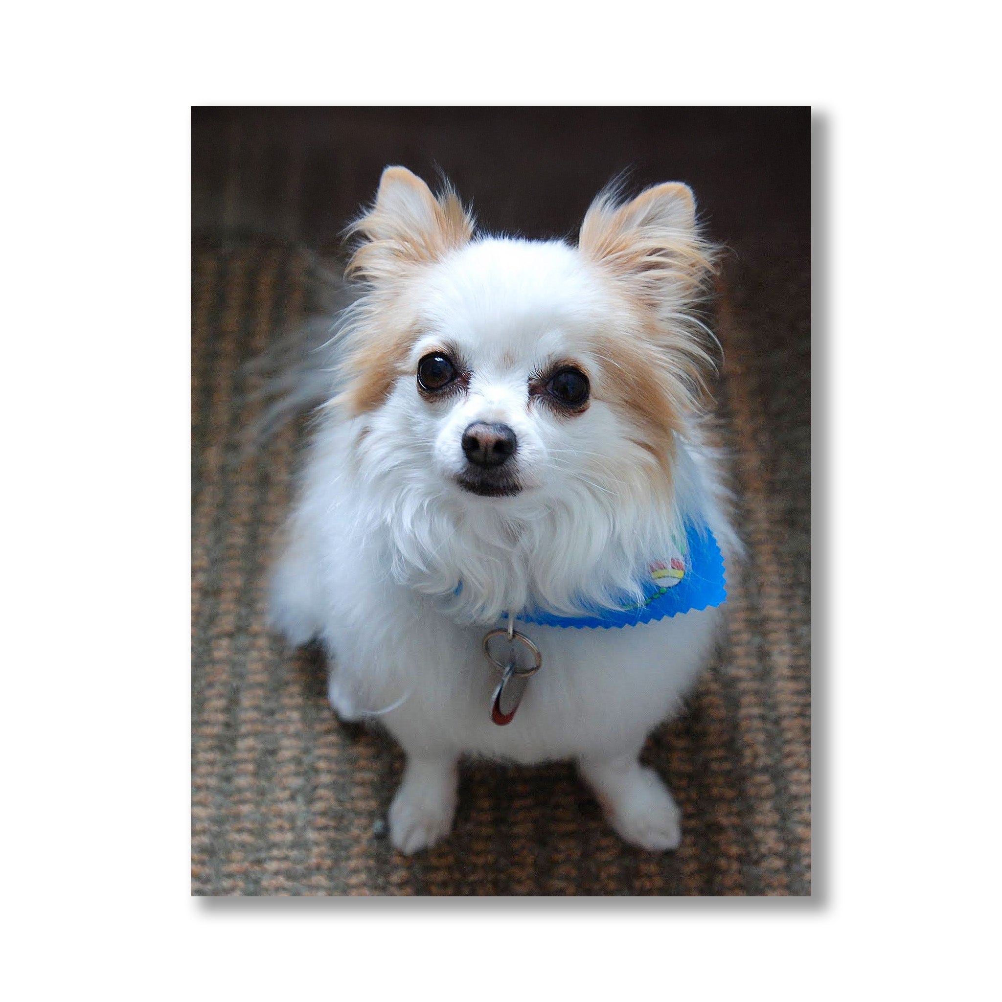 Custom Engraved Pet Memorial Plaques