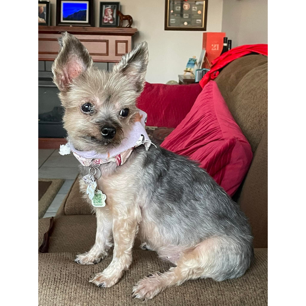 Custom Engraved Pet Memorial Plaques