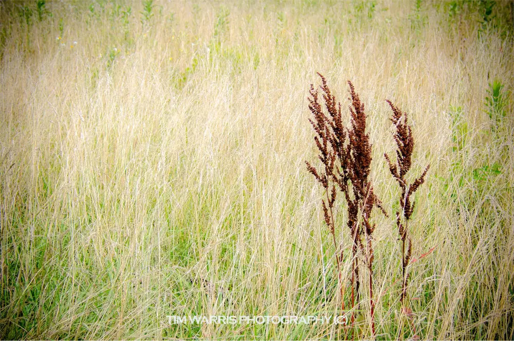 Close-up of dark brown wheat seed heads in sharp focus against soft blurred golden wheat field with green grass border