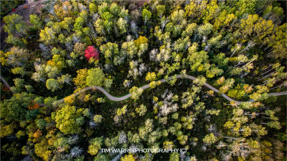 Aerial view of winding forest path through autumn trees with mixed green and yellow foliage and one vibrant red tree