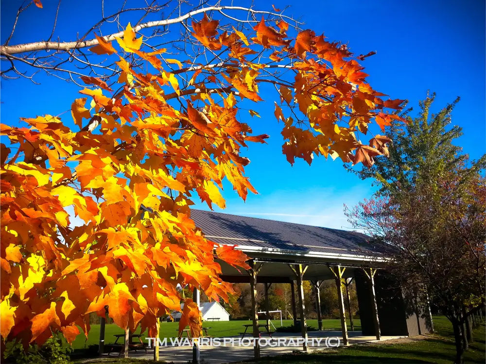Vibrant orange and yellow autumn maple leaves against clear blue sky with covered pavilion and green lawn in background