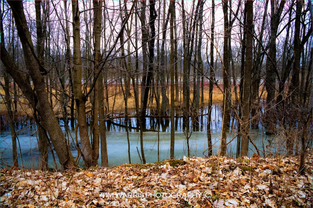 Bare deciduous trees standing in flooded woodland with autumn leaves covering forest floor and still water reflecting overcast sky